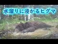 水溜りに浸かりに来たヒグマ ヒグマも暑い! Brown Bear Trail camera Hunting camera 北海道ヒグマチャンネル ヒグマ 羆 トレイルカメラ クールダウン