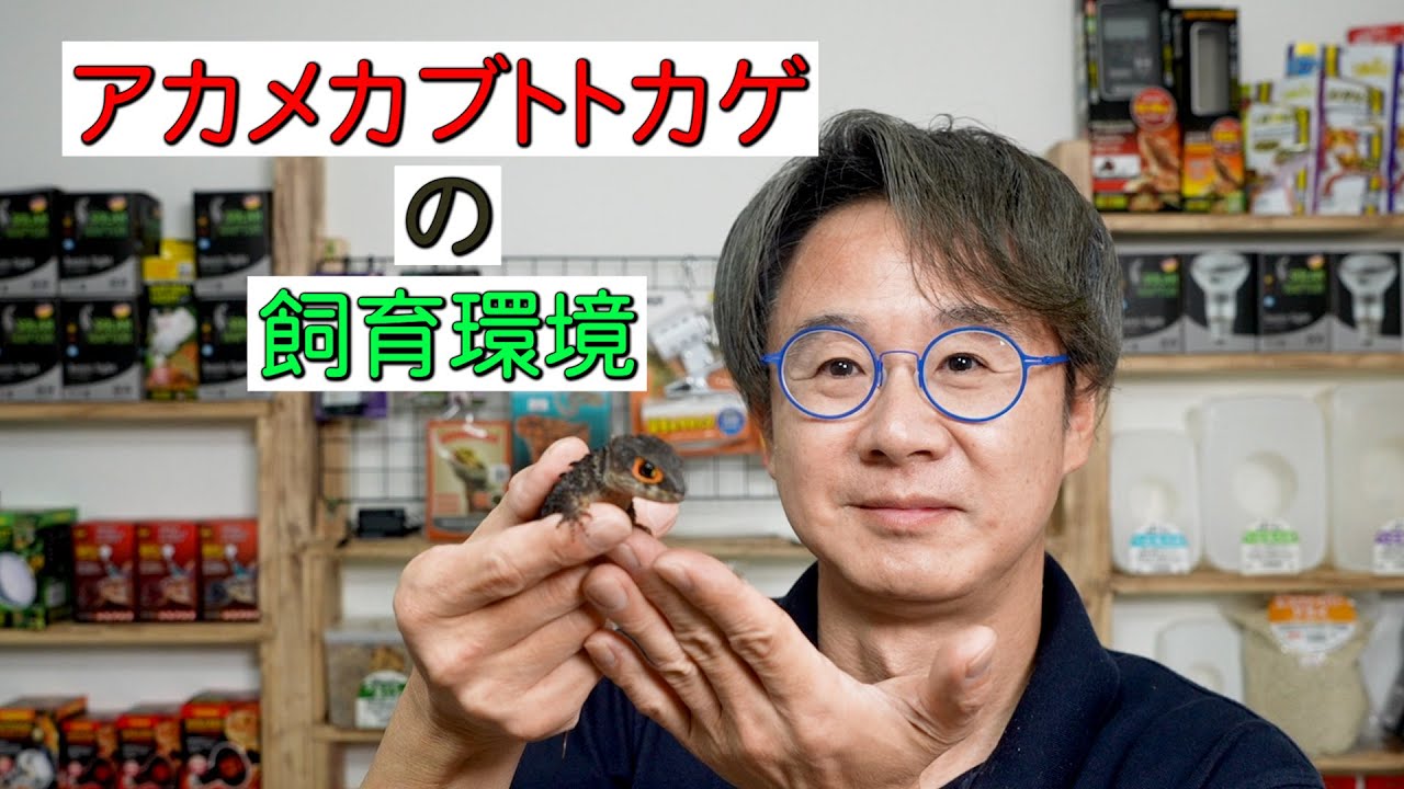 【アカメカブトトカゲ】2通りの飼育環境を紹介！
