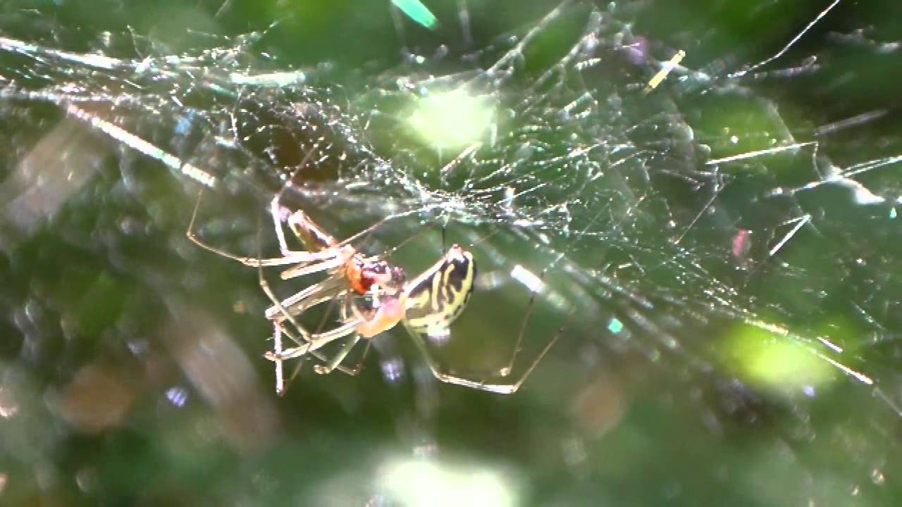 Neriene radiata mating