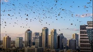 Group Of Crows Swarms Tel Aviv Is This An Omen