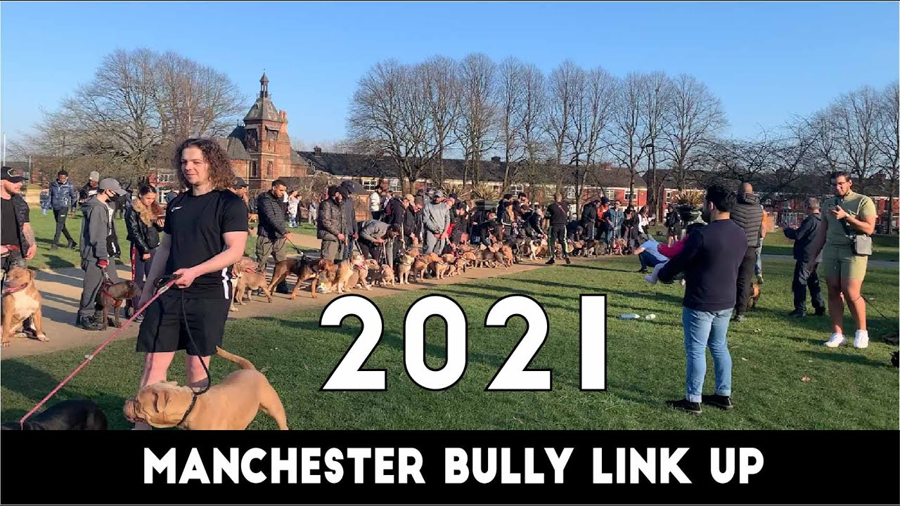 POCKET BULLY | XL AMERICAN BULLY LINK UP | Manchester U.K.