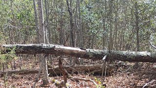 Rustyberries - Peace Above The Creek (Northern soul, Appalachian folk, mildly motivational)