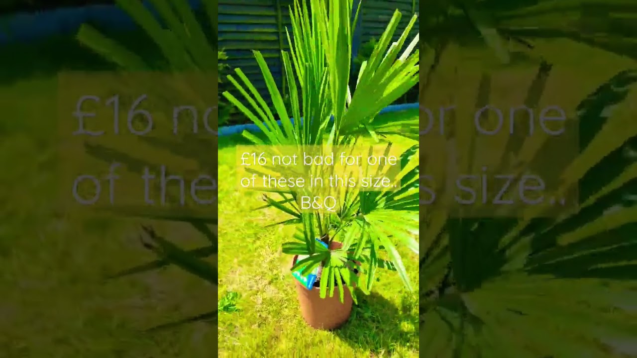 Bargain Trachycarpus Fortunei Palm, £16 at B&Q 20% off. 