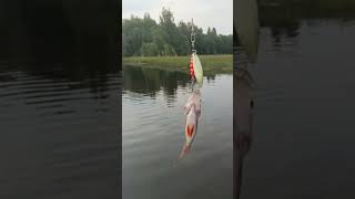 Окунь на мэпс аглия Лонг 3