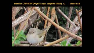 Siberian Chiffchaff Phylloscopus collybita tristis x2 TRVP 30 03 2022