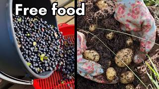 Free Food at Our Forest Homestead: Harvesting and Foraging