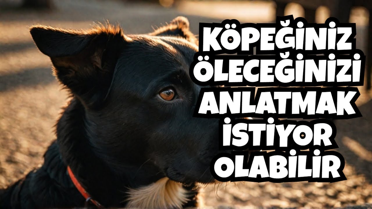 The Mysterious Gift of Our Loyal Friends: Can Dogs Sense Death? 1 Köpekler Gerçekten Ölümü Hissedebilir mi?