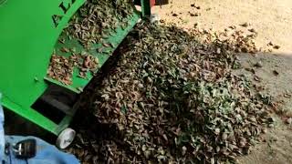 Cleaning almond from green cover. Tuono( Guara) variety