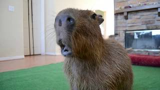 Capybara Eating Yogurt 2: A Time To Chew!