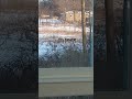 Some deer