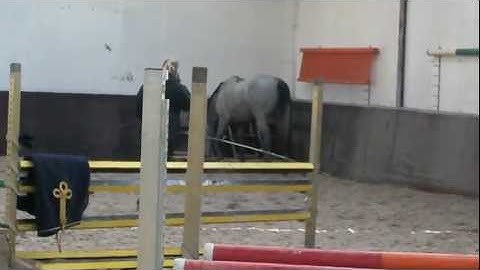 Aniek Diks Davados Quo Vados x Carthago 2008