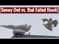 Snowy Owl vs Red Tailed Hawk