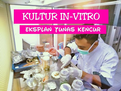 Video: Ilmu Dasar Rokok Elektronik: Penilaian Dalam Kultur Sel Dan Model In Vivo