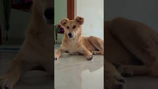 🤣😅 #funny #viralvideo #animallife #pets #shorts #zadoo #trending