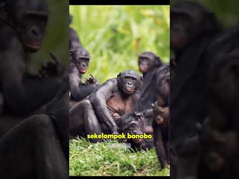 Video: Apakah simpanse dimorfik secara seksual?