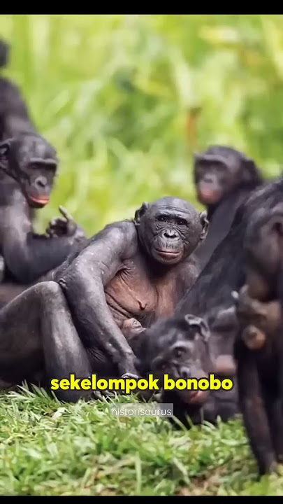 bonobo | hewan paling doyan cocok tanam 😂