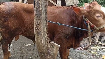 Youtuber ini siap turunkan 7 ekor sapi dalam kontes sapi APPSI Jember 2022