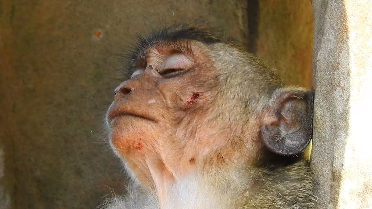 Breaking heart Jessie attacked by evil Dolly again, Poor orphan girl Jessie / Monkey post