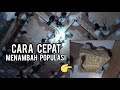 11 CARA CEPAT MENAMBAH POPULASI BURUNG WALET