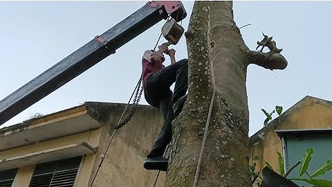 Cưa cây xà cừ đỏ siêu khủng , Gần nhà , Máy cưa ông nội . Cưa cây kỹ thuật cao