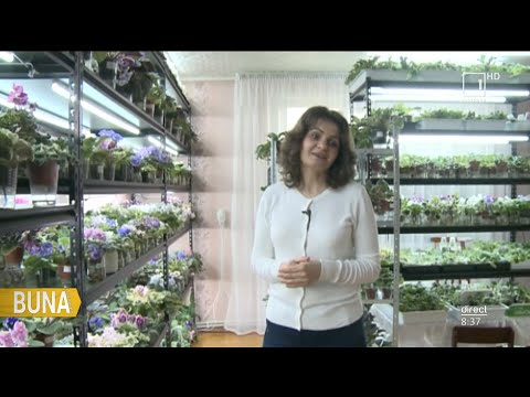 Video: Descrierea Soiurilor De Violete