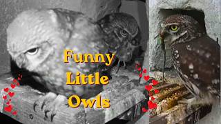 Funny Little Owls🦉1st Egg🥚& A Hilarious Story of A Stashed Vole Which Keeps Coming Back! 😂