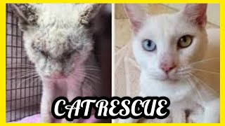 CAT RESCUE - CAT SAVES - STRAY CAT HELP - ANIMAL RESCUERS by Fifty Shades of Cats 4,224 views 4 years ago 9 minutes, 5 seconds