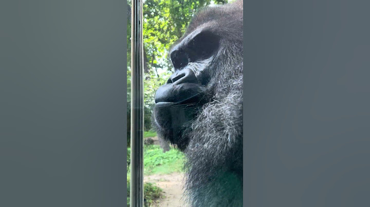 Silverback Gorilla shows visitors he is powerful