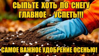 видео: САМОЕ ВАЖНОЕ ОСЕННЕЕ УДОБРЕНИЕ! СЫПЬТЕ ХОТЬ ПО СНЕГУ! картинка: САМОЕ ВАЖНОЕ ОСЕННЕЕ УДОБРЕНИЕ! СЫПЬТЕ ХОТЬ ПО СНЕГУ!