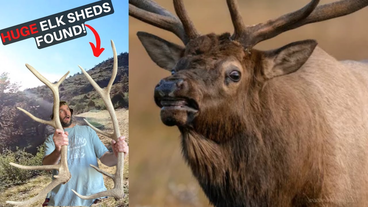 Extreme Elk Shed Hunt Antler’s Found Shed Hunting in the Rocky