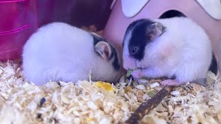 Little white hamster babies eating vlog~