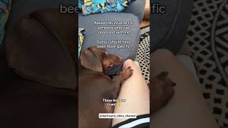Dachsund wont let go of owner #funny #dog #puppy #pets #viralvideo #shorts #love #cute #video #fyp