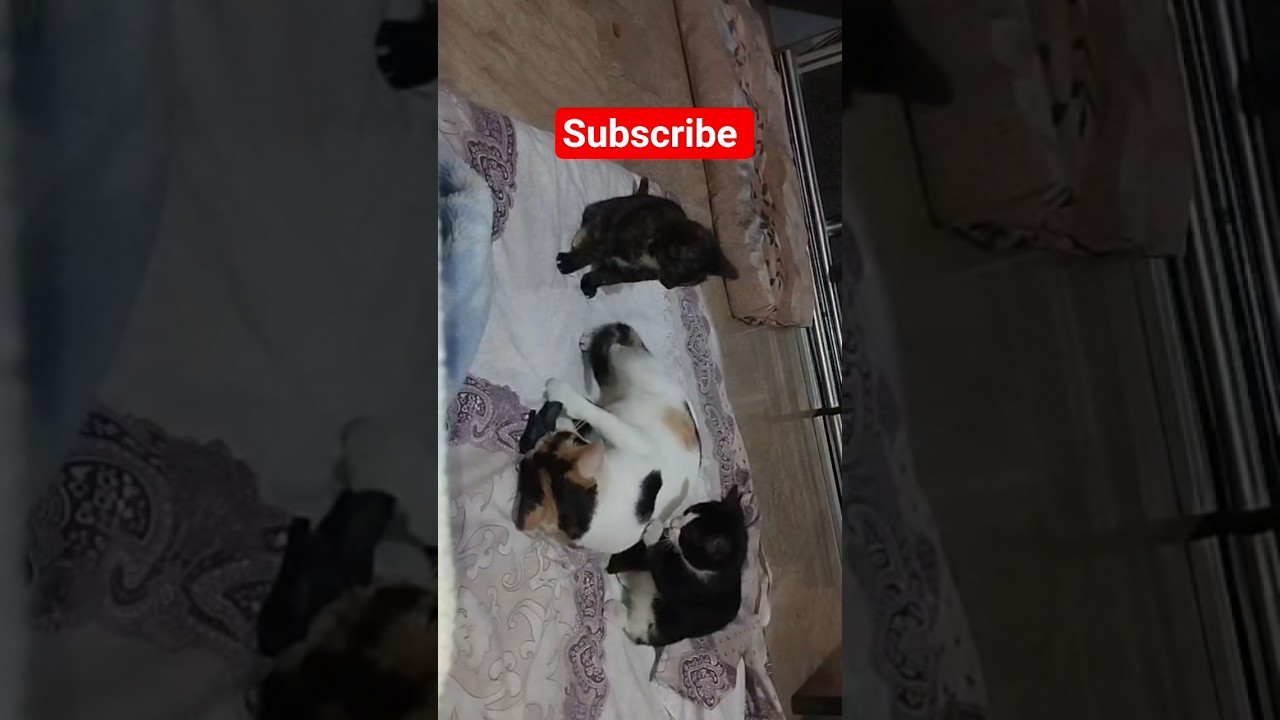 self care is very important 