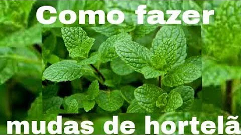Como fazer muda de hortelã em casa?