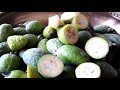 Что за фрукт фейхоа и как его едят / Fruits of Azerbaijan - Feijoa