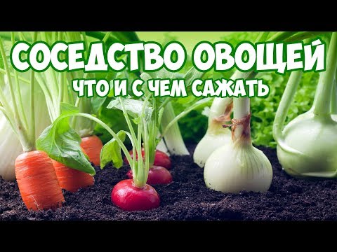 Соседство овощей на грядках &#55356;&#57157; томаты &#55356;&#57157; картофель &#55358;&#56660;