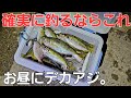 お昼にデカアジも混じり大爆釣！止まらぬサイズに興奮。この仕掛けヤバイですね。アジングいやアジ釣りです編