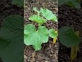#garden #gardening #funny #plants #grow