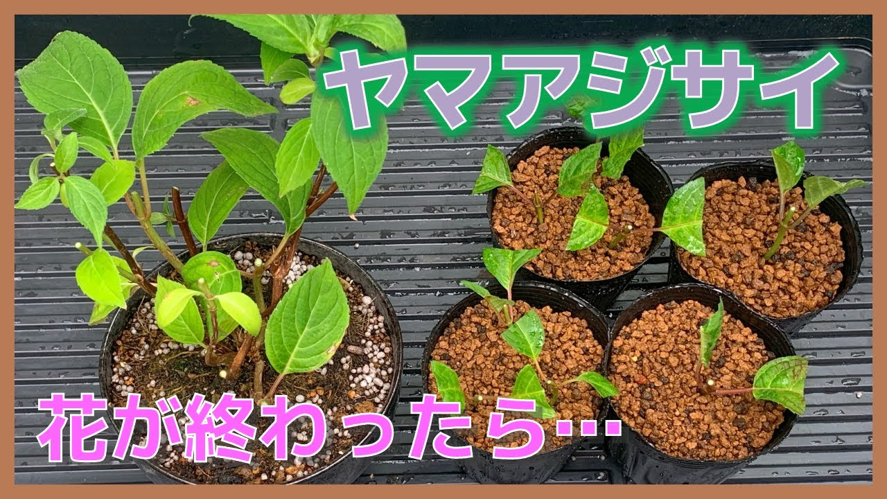 【ヤマアジサイ】ヤマアジサイ、花が終わった後の管理と挿し木のようすをご紹介いたします。【山アジサイ】