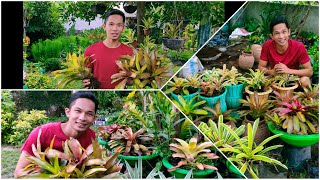 How to plant Bromeliads?