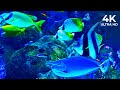 The Ocean 4K - Captivating Moments with Jellyfish and Fish in the Ocean