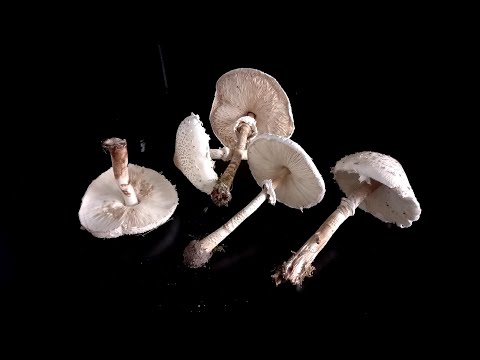 How To Tell The Difference Parasol Mushroom Vs Shaggy Parasol Mushroom Wild Fungi Foraging Bushcraft