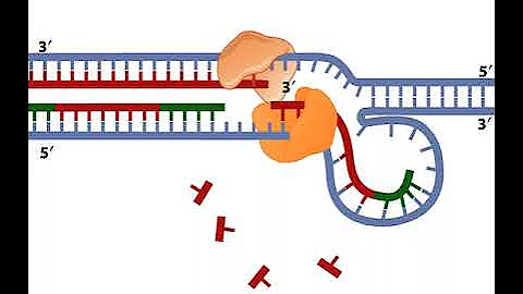 Leading Strand and Lagging Strand in DNA replication