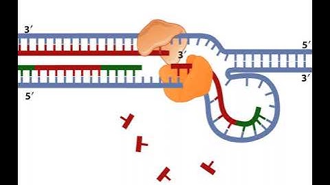 Leading Strand and Lagging Strand in DNA replication