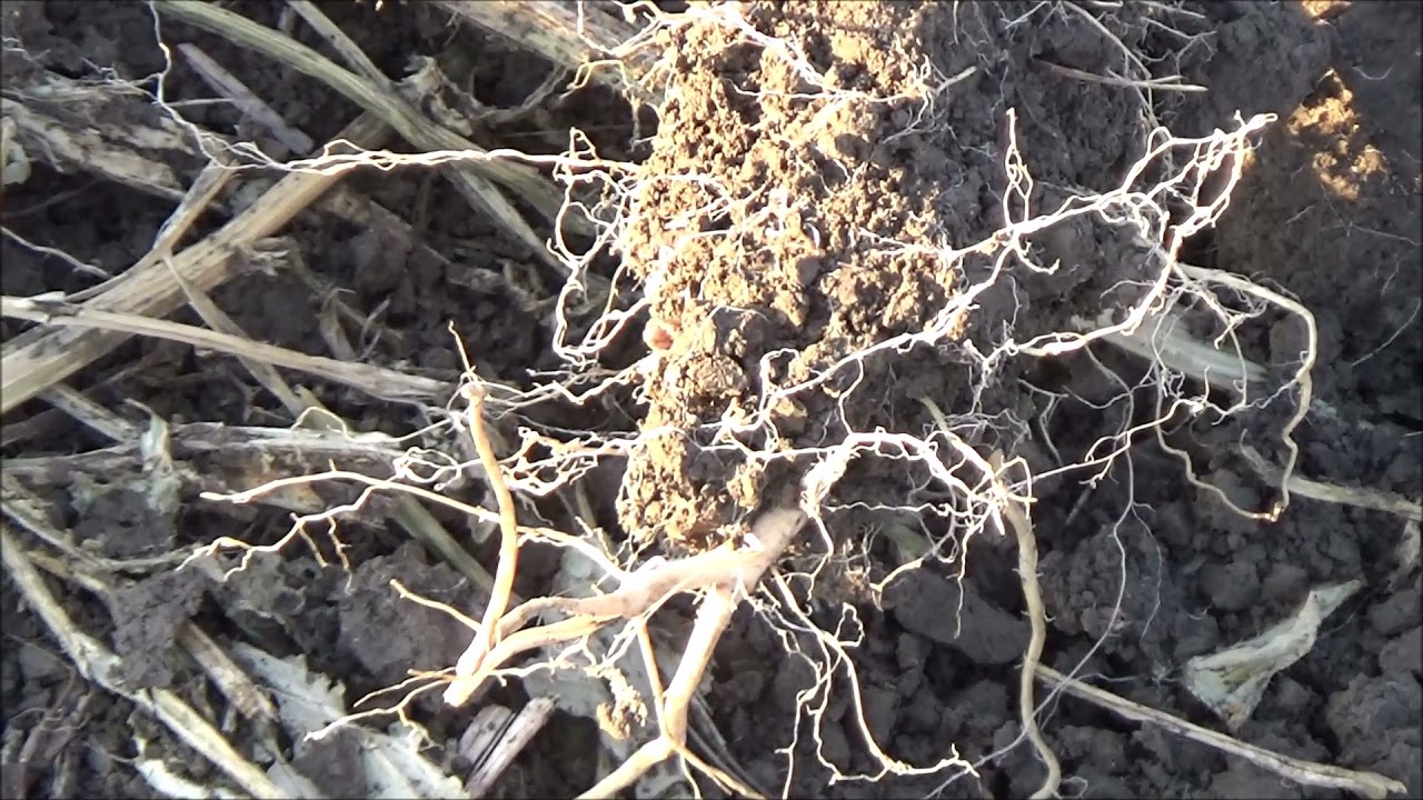 Состояние самосева горчицы белой на 06.10.2021