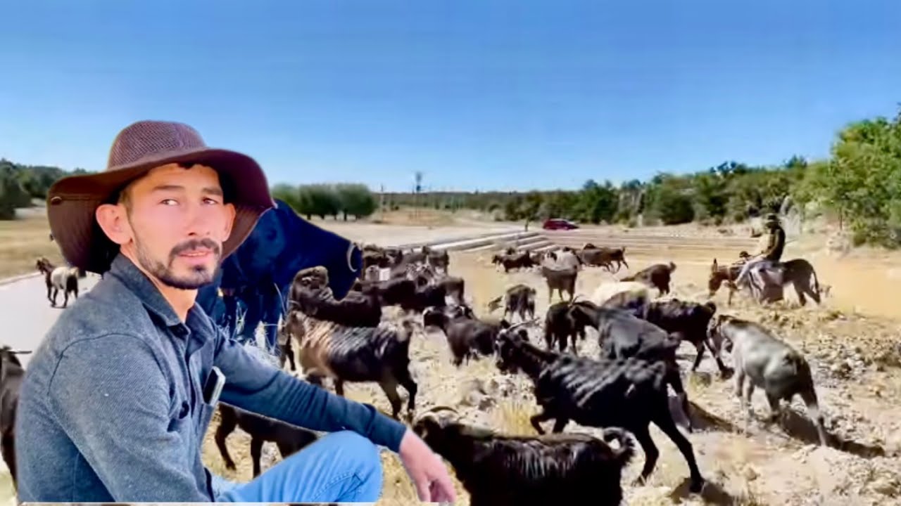 AFYON’LU ÇOBANIN KEÇİLERİ İLE DAĞDA YAŞAMI