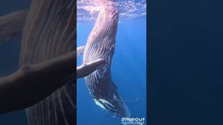 Before & After Animals Grow Up Amazing Animal Transformation