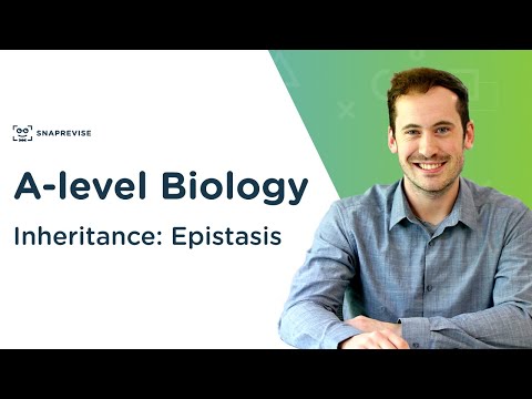 상속 : Epistasis | A 레벨 생물학 | OCR, AQA, Edexcel