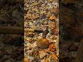 😱😱,‼️Amazing!!! At this former coal mine site, we found many geodes containing layers of crystals