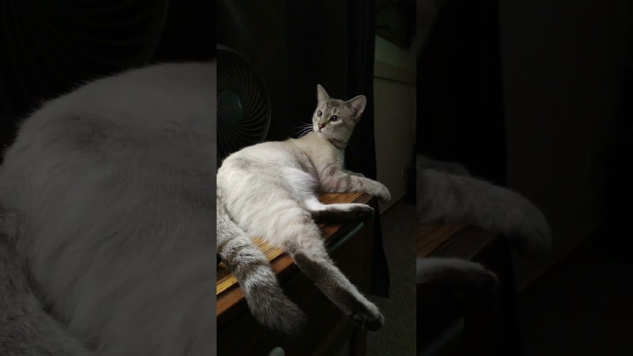 here's looking at you 😸